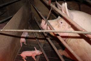 Farrowing crates at Springview Piggery NSW - Australian pig farming - Captured at Springview Piggery, Gooloogong NSW Australia.