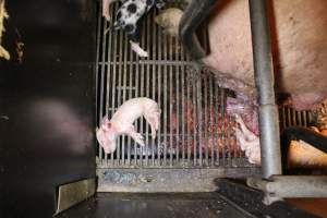 Dead piglets - Australian pig farming - Captured at Corowa Piggery & Abattoir, Redlands NSW Australia.