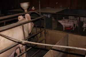 Farrowing crates at Springview Piggery NSW - Australian pig farming - Captured at Springview Piggery, Gooloogong NSW Australia.