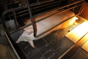 Farrowing crates at Corowa Piggery NSW - Australian pig farming - Captured at Corowa Piggery & Abattoir, Redlands NSW Australia.