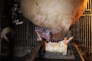 Stillborn piglet - Australian pig farming - Captured at Corowa Piggery & Abattoir, Redlands NSW Australia.