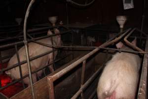 Farrowing crates at Springview Piggery NSW - Australian pig farming - Captured at Springview Piggery, Gooloogong NSW Australia.