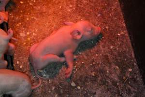 Piglet with splayleg - Australian pig farming - Captured at Corowa Piggery & Abattoir, Redlands NSW Australia.