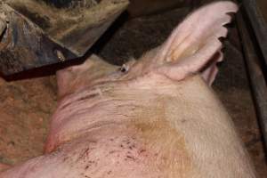 Scratches and cuts on sow - Australian pig farming - Captured at Springview Piggery, Gooloogong NSW Australia.