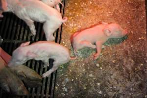 Piglet with splayleg - Australian pig farming - Captured at Corowa Piggery & Abattoir, Redlands NSW Australia.