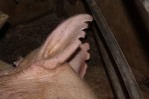 Farrowing crates at Springview Piggery NSW - Australian pig farming - Captured at Springview Piggery, Gooloogong NSW Australia.