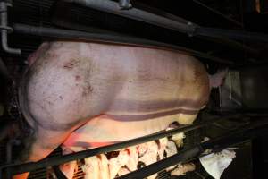 Farrowing crates at Corowa Piggery NSW - Australian pig farming - Captured at Corowa Piggery & Abattoir, Redlands NSW Australia.