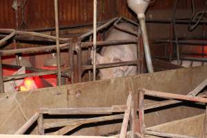 Farrowing crates at Springview Piggery NSW - Australian pig farming - Captured at Springview Piggery, Gooloogong NSW Australia.