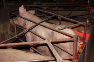 Farrowing crates at Springview Piggery NSW - Australian pig farming - Captured at Springview Piggery, Gooloogong NSW Australia.