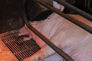 Dead piglet next to mother's face - Australian pig farming - Captured at Corowa Piggery & Abattoir, Redlands NSW Australia.