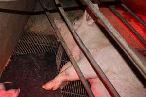 Farrowing crates at Springview Piggery NSW - Australian pig farming - Captured at Springview Piggery, Gooloogong NSW Australia.