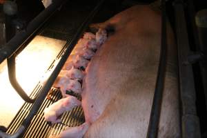 Piglets suckling - Australian pig farming - Captured at Corowa Piggery & Abattoir, Redlands NSW Australia.