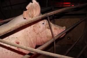 Farrowing crates at Springview Piggery NSW - Australian pig farming - Captured at Springview Piggery, Gooloogong NSW Australia.