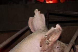 Sow with chunks cut from ears - Australian pig farming - Captured at Springview Piggery, Gooloogong NSW Australia.