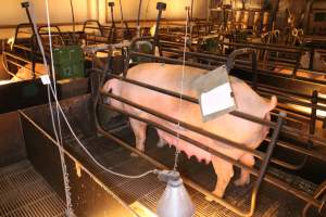 Farrowing crates at Corowa Piggery NSW - Australian pig farming - Captured at Corowa Piggery & Abattoir, Redlands NSW Australia.