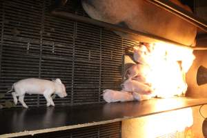 Dead piglet in farrowing crate - Australian pig farming - Captured at Corowa Piggery & Abattoir, Redlands NSW Australia.