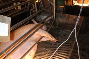 Farrowing crates at Corowa Piggery NSW - Australian pig farming - Captured at Corowa Piggery & Abattoir, Redlands NSW Australia.