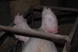 Sow with chunks cut from ears - Australian pig farming - Captured at Springview Piggery, Gooloogong NSW Australia.