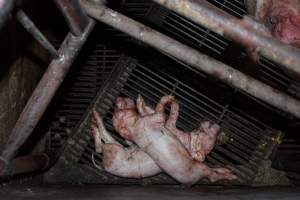 Stillborn piglets - Australian pig farming - Captured at Springview Piggery, Gooloogong NSW Australia.