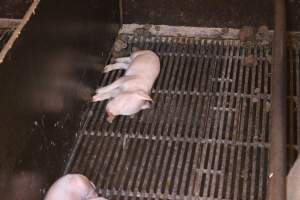 Dead piglet in farrowing crate - Australian pig farming - Captured at Corowa Piggery & Abattoir, Redlands NSW Australia.