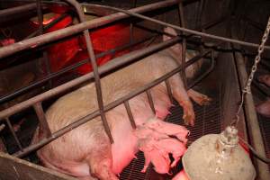 Farrowing crates at Springview Piggery NSW - Australian pig farming - Captured at Springview Piggery, Gooloogong NSW Australia.