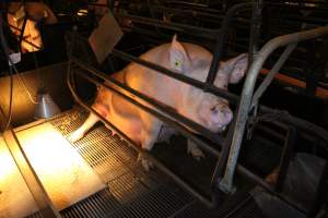 Farrowing crates at Corowa Piggery NSW - Australian pig farming - Captured at Corowa Piggery & Abattoir, Redlands NSW Australia.