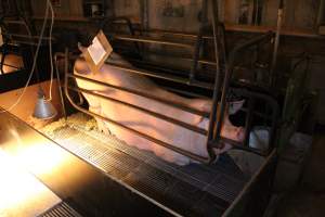 Sow lying down - Australian pig farming - Captured at Corowa Piggery & Abattoir, Redlands NSW Australia.