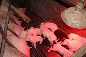 Farrowing crates at Springview Piggery NSW - Australian pig farming - Captured at Springview Piggery, Gooloogong NSW Australia.