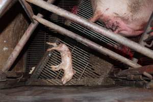 Stillborn piglet - Australian pig farming - Captured at Springview Piggery, Gooloogong NSW Australia.