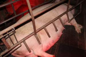 Farrowing crates at Springview Piggery NSW - Australian pig farming - Captured at Springview Piggery, Gooloogong NSW Australia.