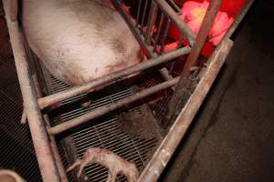 Farrowing crates at Springview Piggery NSW - Australian pig farming - Captured at Springview Piggery, Gooloogong NSW Australia.