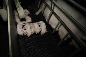 Farrowing crates at Brentwood Piggery QLD - Australian pig farming - Captured at Brentwood Piggery, Kaimkillenbun QLD Australia.