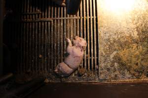 Stillborn piglet - Australian pig farming - Captured at Corowa Piggery & Abattoir, Redlands NSW Australia.