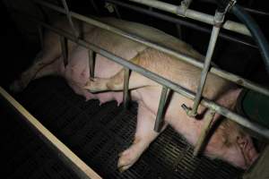 Farrowing crates at Brentwood Piggery QLD - Australian pig farming - Captured at Brentwood Piggery, Kaimkillenbun QLD Australia.