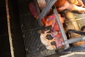 Stillborn piglets - Australian pig farming - Captured at Corowa Piggery & Abattoir, Redlands NSW Australia.