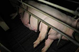 Farrowing crates at Brentwood Piggery QLD - Australian pig farming - Captured at Brentwood Piggery, Kaimkillenbun QLD Australia.