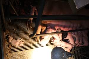 Stillborn piglet - Australian pig farming - Captured at Corowa Piggery & Abattoir, Redlands NSW Australia.