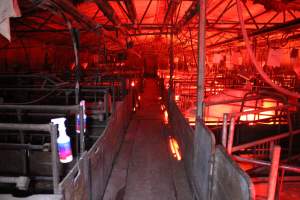 Looking down aisle of farrowing shed - Australian pig farming - Captured at Springview Piggery, Gooloogong NSW Australia.