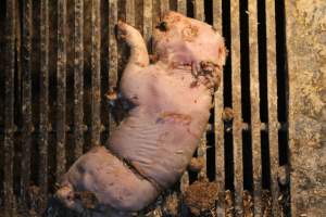 Stillborn piglet - Australian pig farming - Captured at Corowa Piggery & Abattoir, Redlands NSW Australia.