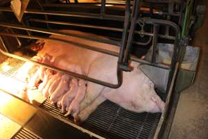 Farrowing crates at Corowa Piggery NSW - Australian pig farming - Captured at Corowa Piggery & Abattoir, Redlands NSW Australia.