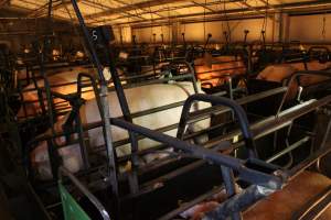 Looking across farrowing shed - Australian pig farming - Captured at Corowa Piggery & Abattoir, Redlands NSW Australia.