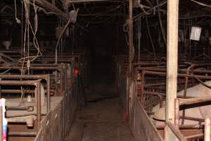 Looking down aisle of farrowing shed - Australian pig farming - Captured at Springview Piggery, Gooloogong NSW Australia.