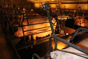 Looking across farrowing shed - Australian pig farming - Captured at Corowa Piggery & Abattoir, Redlands NSW Australia.