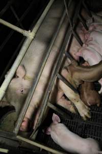 Farrowing crates at Brentwood Piggery QLD - Australian pig farming - Captured at Brentwood Piggery, Kaimkillenbun QLD Australia.