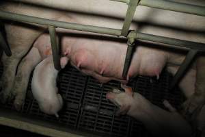 Farrowing crates at Brentwood Piggery QLD - Australian pig farming - Captured at Brentwood Piggery, Kaimkillenbun QLD Australia.