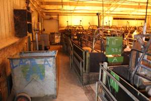 Looking across farrowing shed - Australian pig farming - Captured at Corowa Piggery & Abattoir, Redlands NSW Australia.