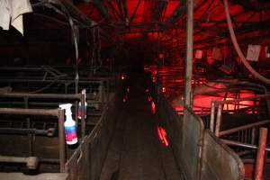 Looking down aisle of farrowing shed - Australian pig farming - Captured at Springview Piggery, Gooloogong NSW Australia.