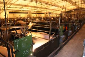 Looking across farrowing shed - Australian pig farming - Captured at Corowa Piggery & Abattoir, Redlands NSW Australia.