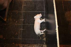 Dead piglet in farrowing crate - Australian pig farming - Captured at Corowa Piggery & Abattoir, Redlands NSW Australia.