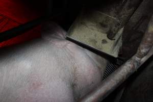 Sow with head under feed tray - Australian pig farming - Captured at Springview Piggery, Gooloogong NSW Australia.